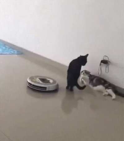 Imagine Being as Smooth as This Cat.