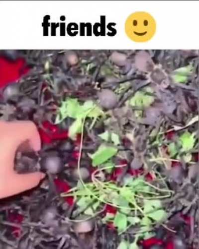 Friends 🙂