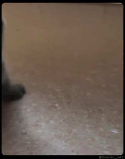 Cat drinking milk.