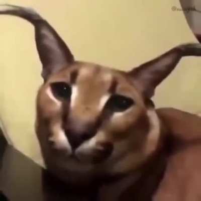 its not floppa friday but here HAVE THIS EPIC MEME