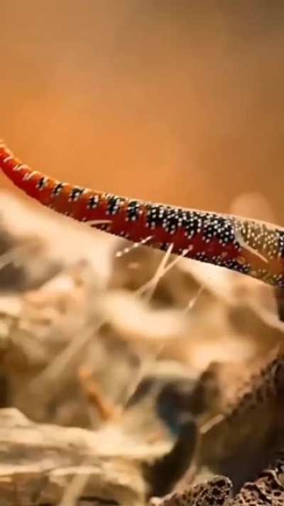 🔥 Golden-tailed Gecko