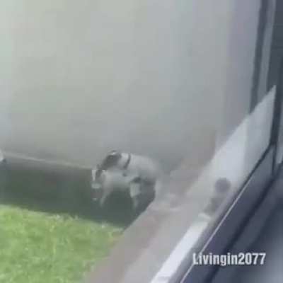 Bu nasıl video amk