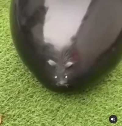 rat