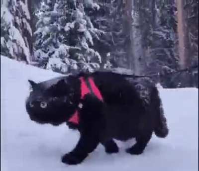 Oh lawd he comin