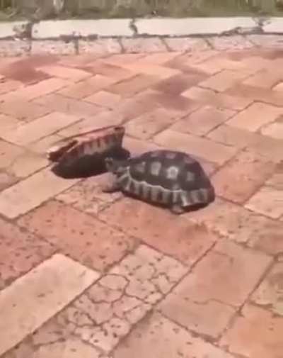im a turtle guy now
