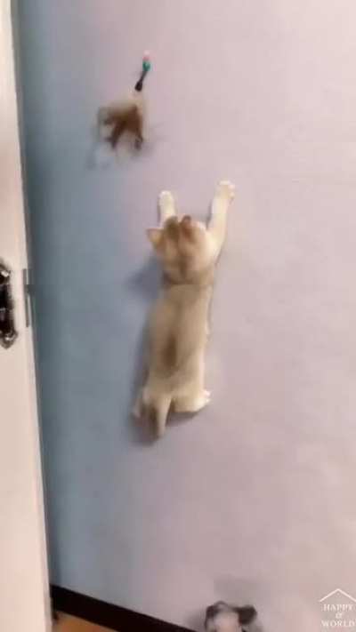 Spider cat.