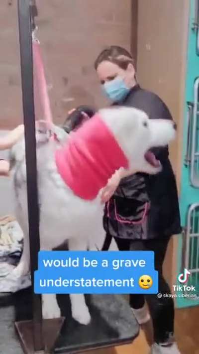 Husky breaks the sound barrier
