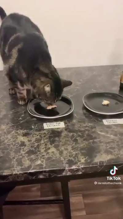 If Gordon Ramsay were a cat...