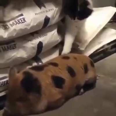 Bodega Pig