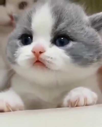 What's Cutie trying to Say ?