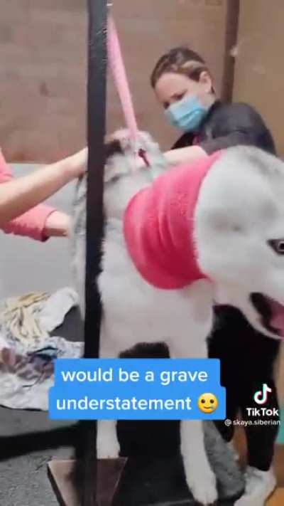 Very dramatic girl at the groomer, (she&rsquo;s fine, just spoiled)