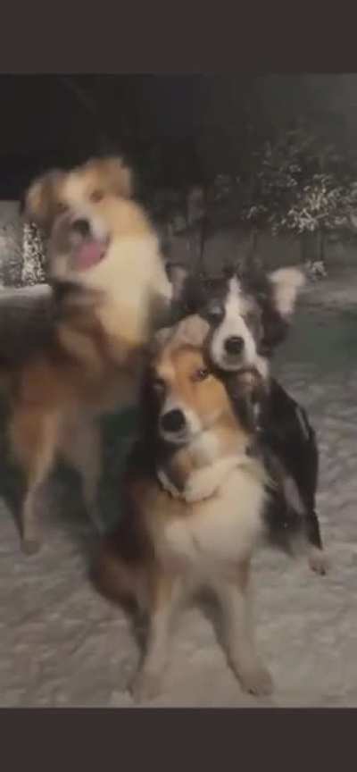 We don&rsquo;t deserve dogs.