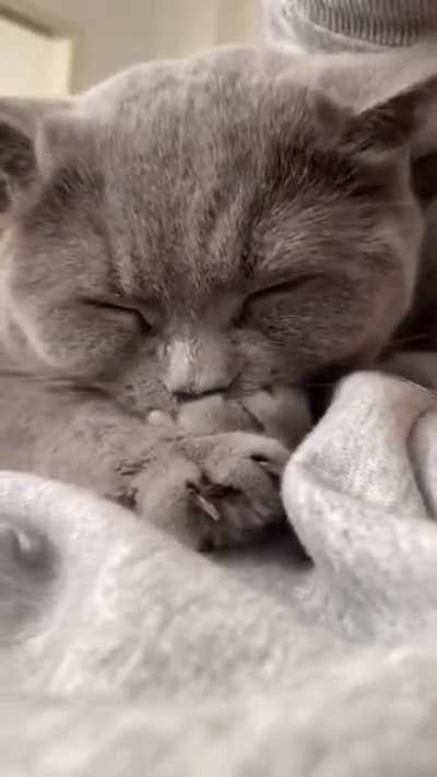 Котобит.