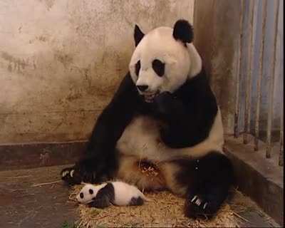 Mommy panda was having a peaceful meal but..