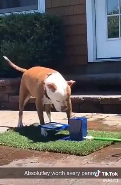 Poor pupper