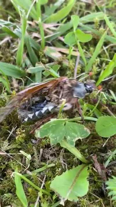 Zombie bug