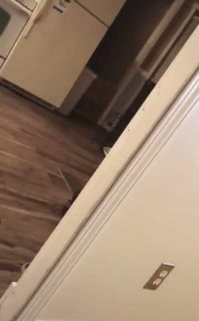 Stealthy Cat