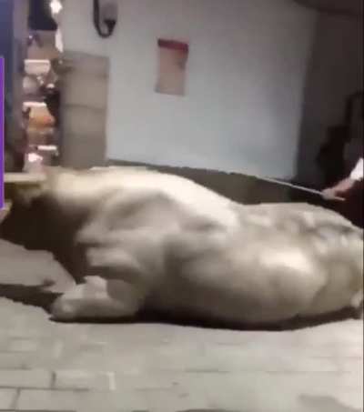 The bull loses..?