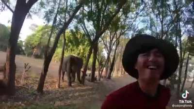 Baby elephant has a happy freakout while going out for a morning run