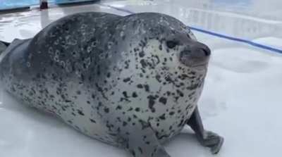I don&rsquo;t have a funny meme or amazing artwork, but I did find a video of a squishy seal.