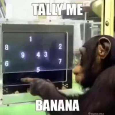 Monkey