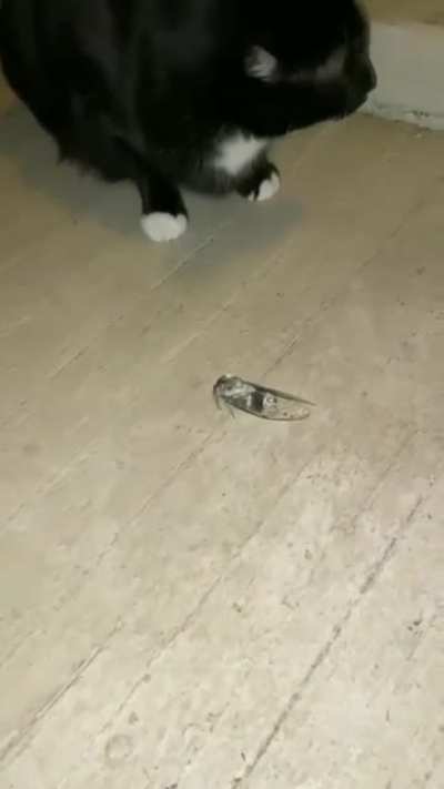 What is this?!