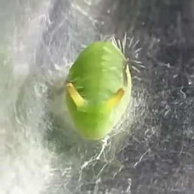 Curetis acuta caterpillar