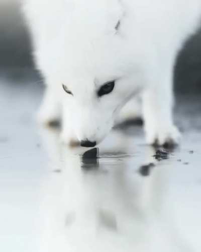 🔥 An absolutely beautiful Arctic Fox