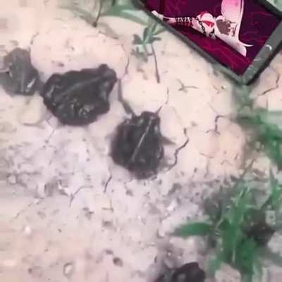 What?? Frogs watching best show??