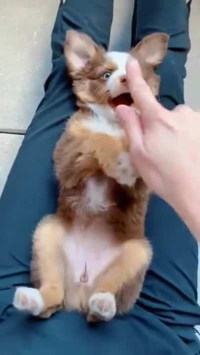 The Silliest