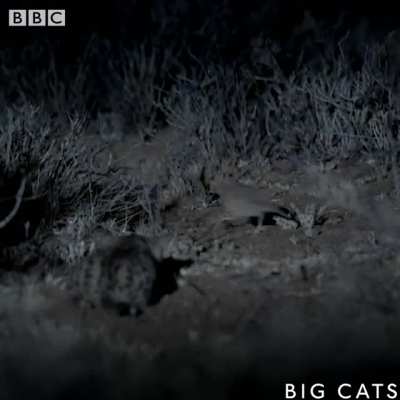 The worlds deadliest feline is the size of a domestic house cat