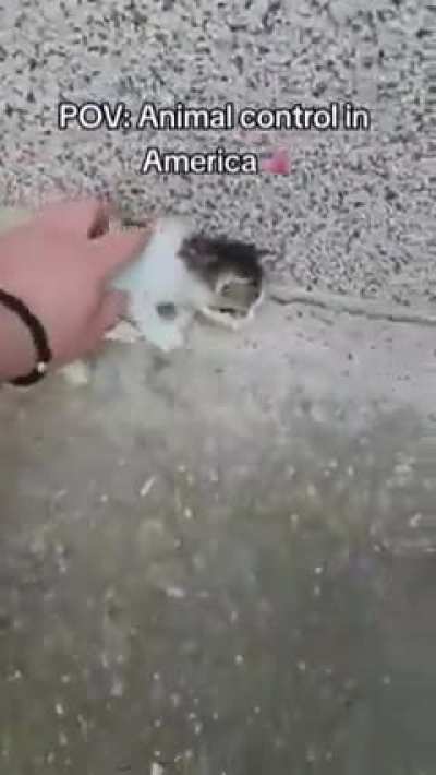 ✋🐈