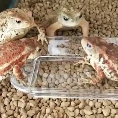 Frog gets angry.