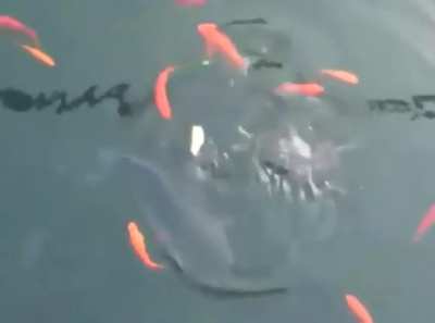 ratatouille