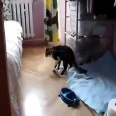 That&rsquo;s not cat nip
