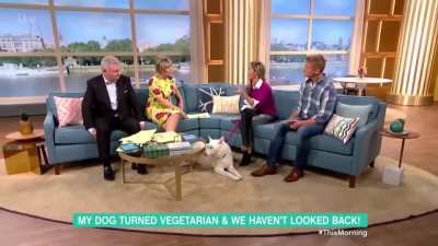 Vegetarian dog