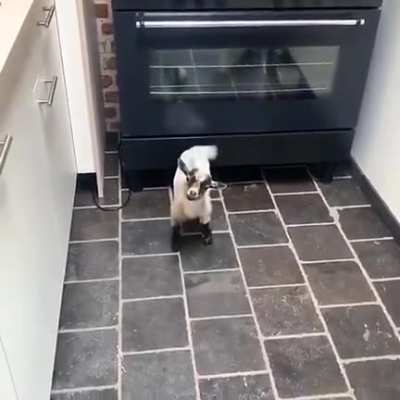 Hi