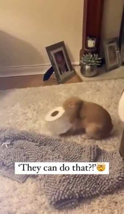 NEW RABBIT TECH UNLOCKED