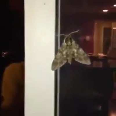 The moth goes bzzz