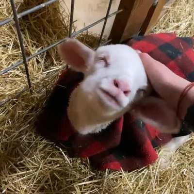 Sleepy Burt loves a good head rub! This little guy is the best 💜