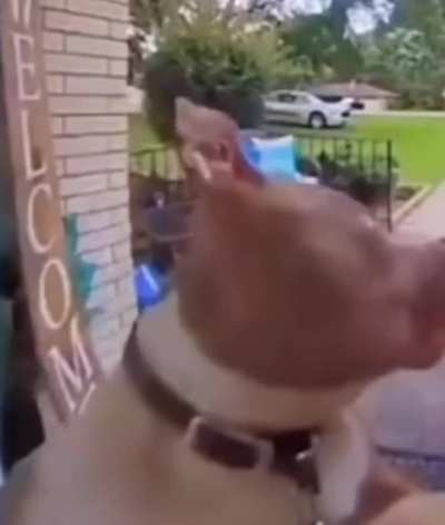 Dog sus