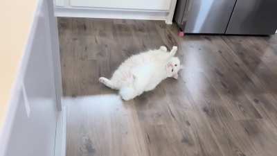 Taco Belle tantrum