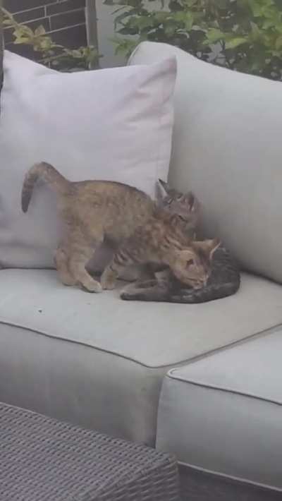 Notmycats relaxing outside 😍