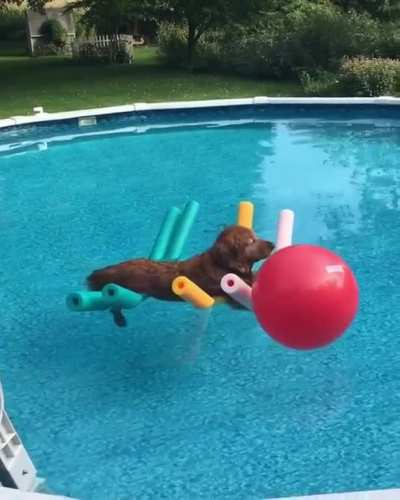 Woof_irl