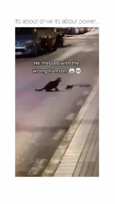 This mouse Ninja attack.