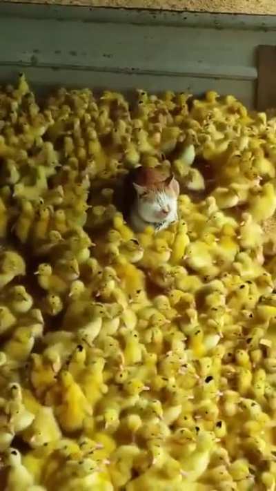 Forbidden Mac and Cheese