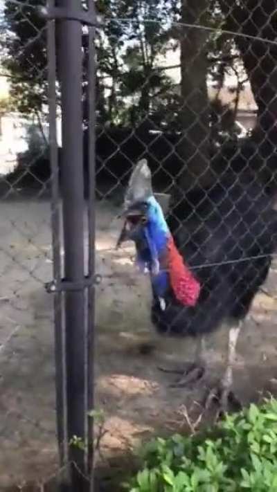 For people who say dinosaurs "Can't roar," Imagine this cassowary scaled up to the size of a Tyrannosaur with the added throat musculature.