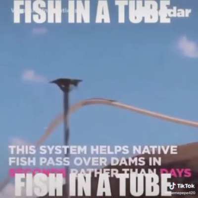 Fish in a tube