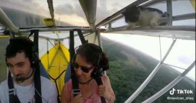 El Michi volador