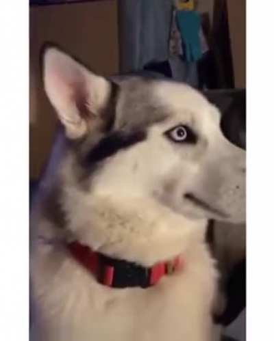 "Nope, wasn't me!"